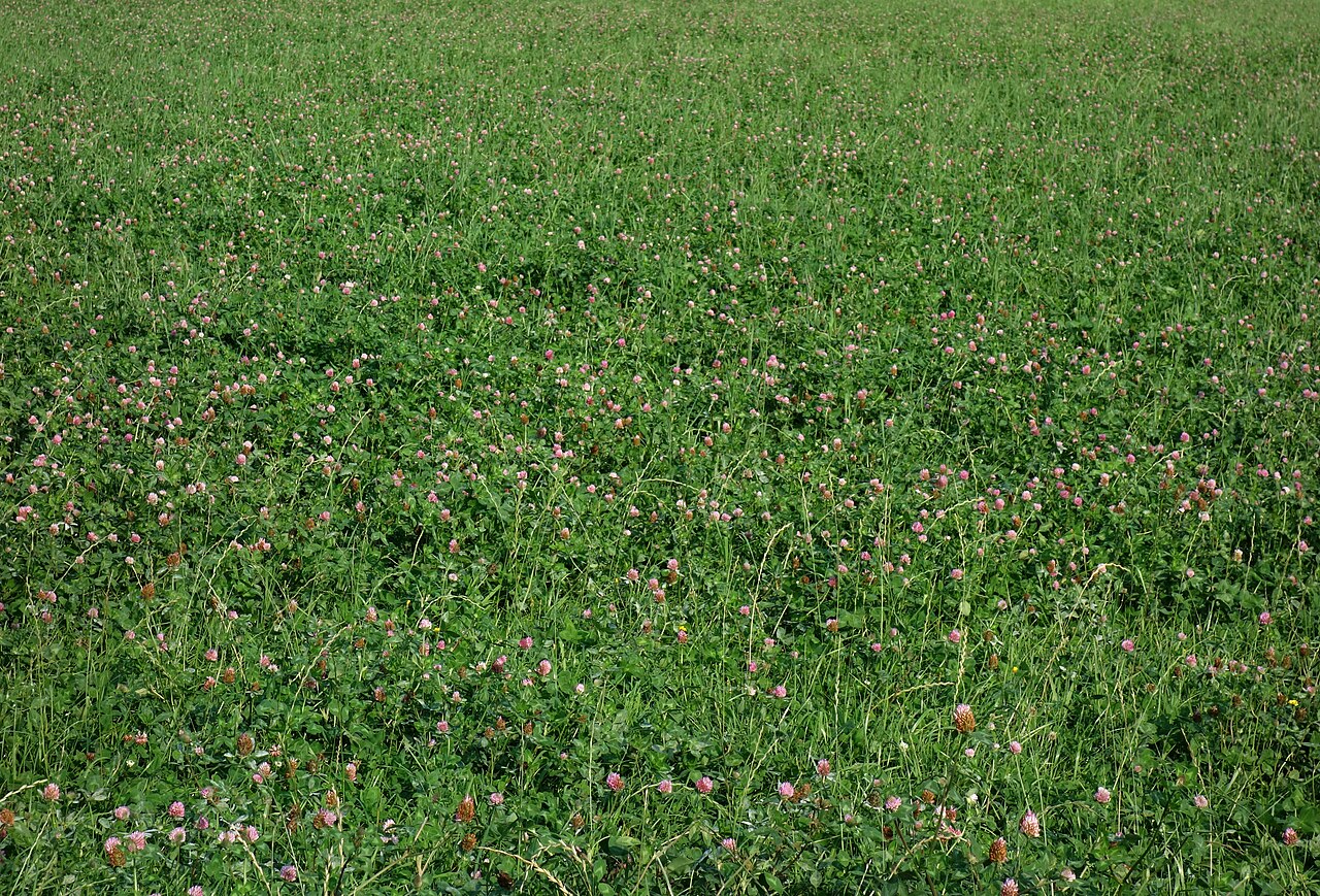 Feld mit Rotklee (Trifolium pratense), eine stickstoffbindende Leguminose