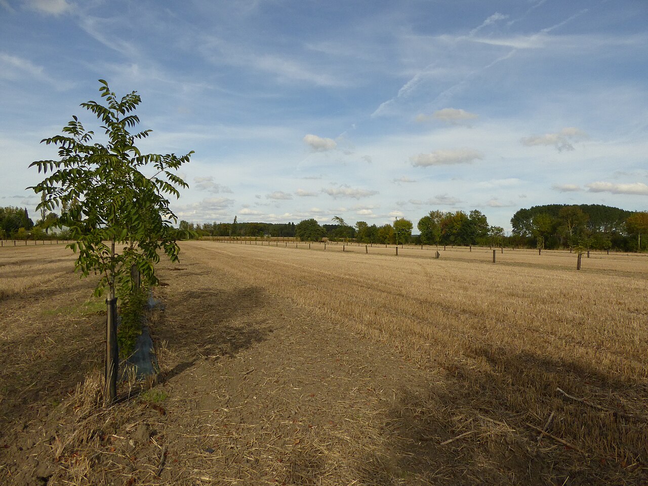 Junge Haselnussbäume im Feld