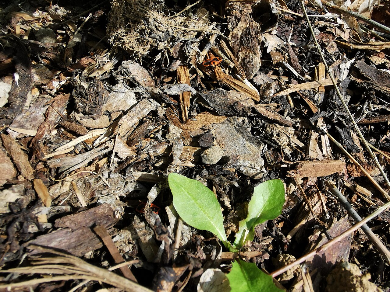 Junge Pflanze in Holzmulch