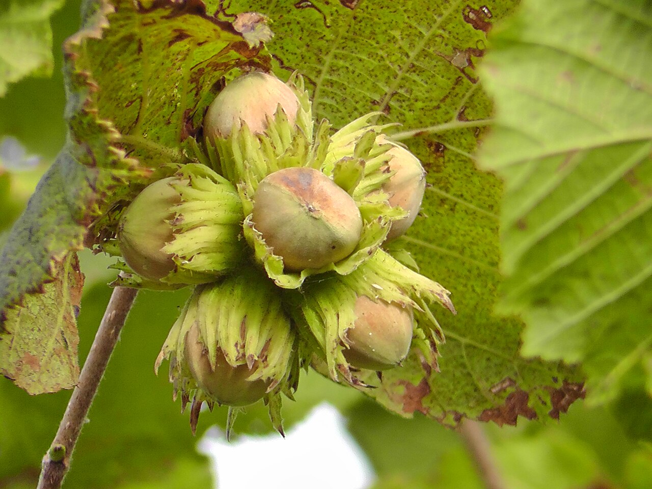 Haselnuss (Corylus avellana) als natürlicher Strauch mit mehreren Leittrieben, die aus der Basis austreiben