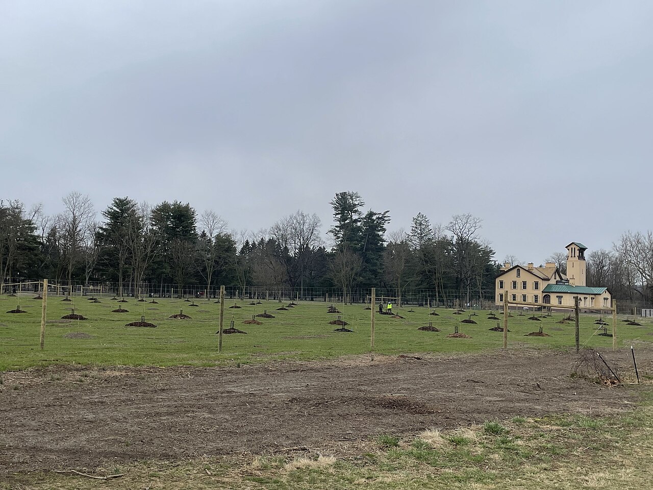 Junge Setzlinge in Erdhügeln auf dem Feld gepflanzt