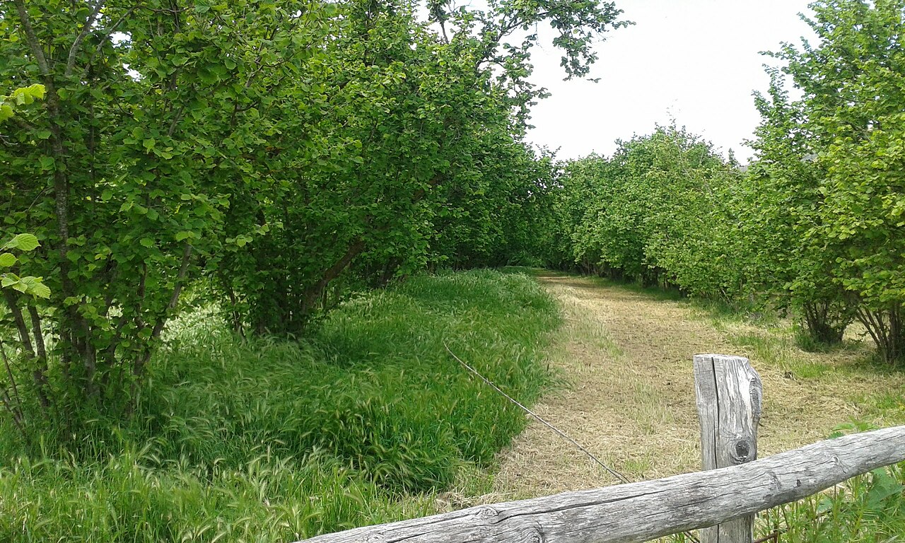 Pfad in der Haselnussanlage