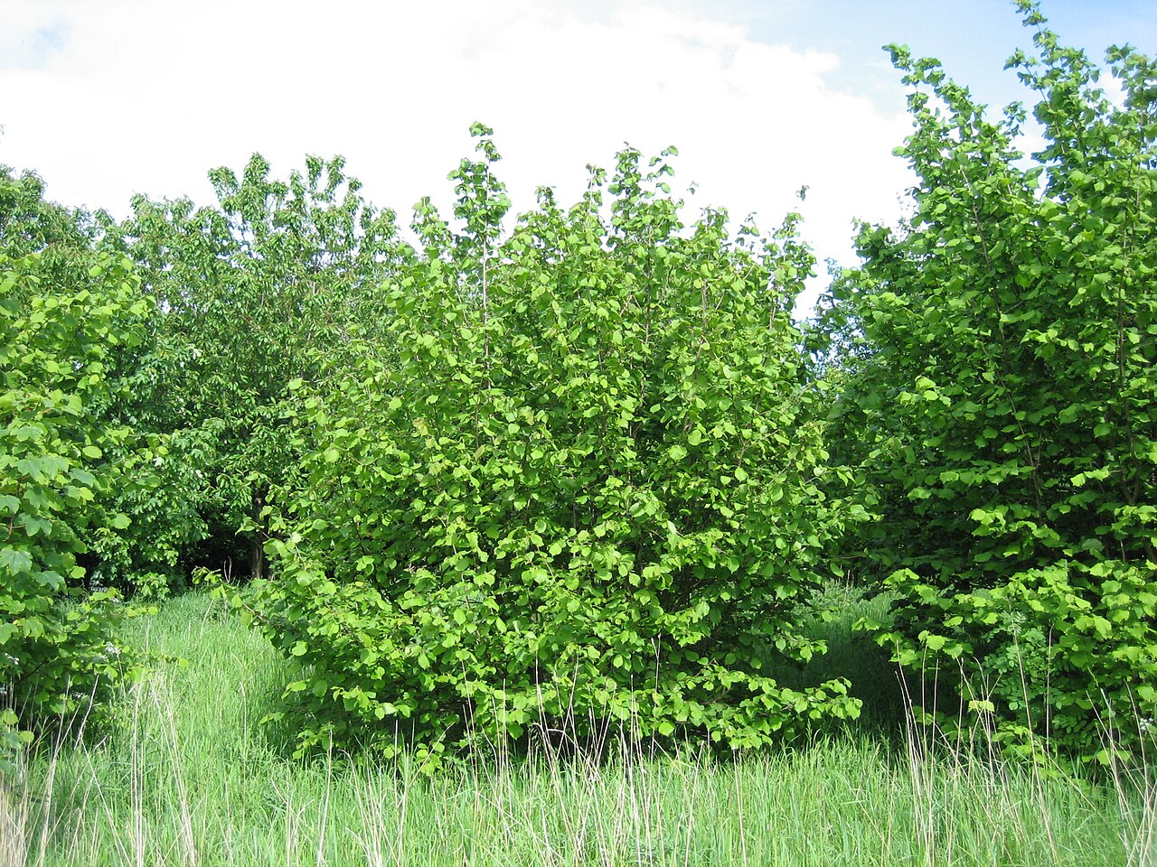 Haselnusssträucher auf dem Feld