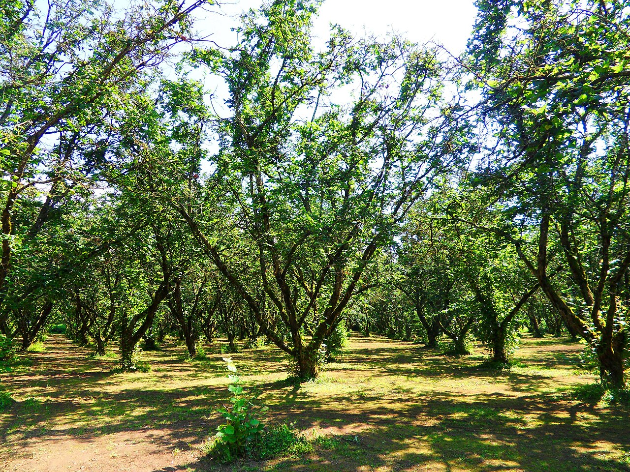 Haselnussstrauch in buschiger Anbauform