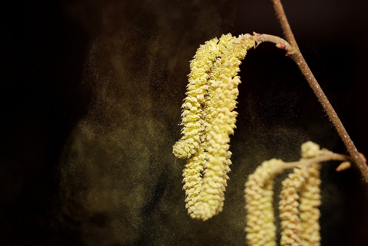 Haselkätzchen setzen Pollen ab