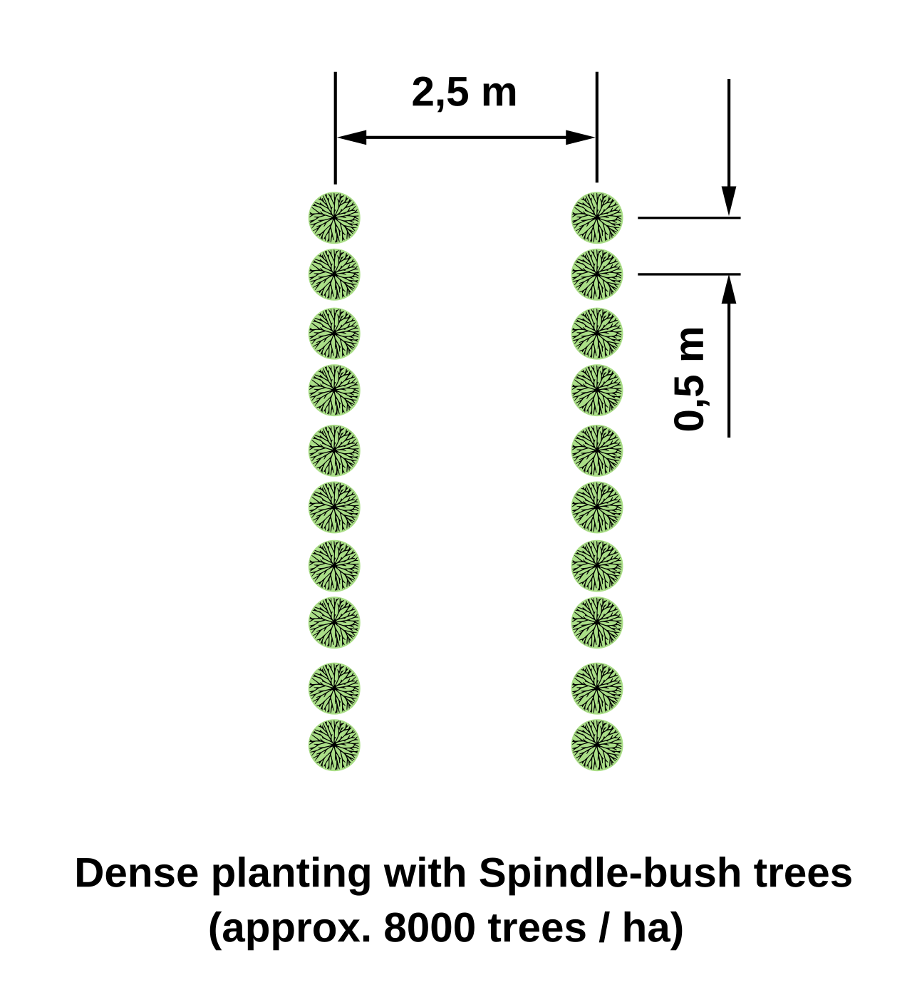 Diagramm einer dichten Haselnusspflanzung
