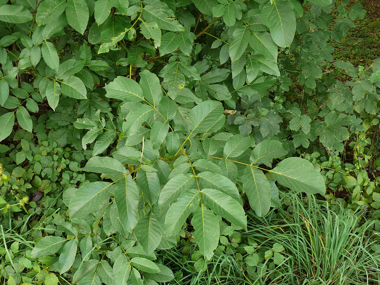 Nahaufnahme der Haselnussfoliage