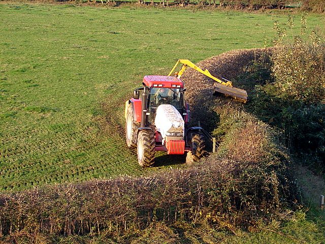 Traktor schneidet Haselnusshecke