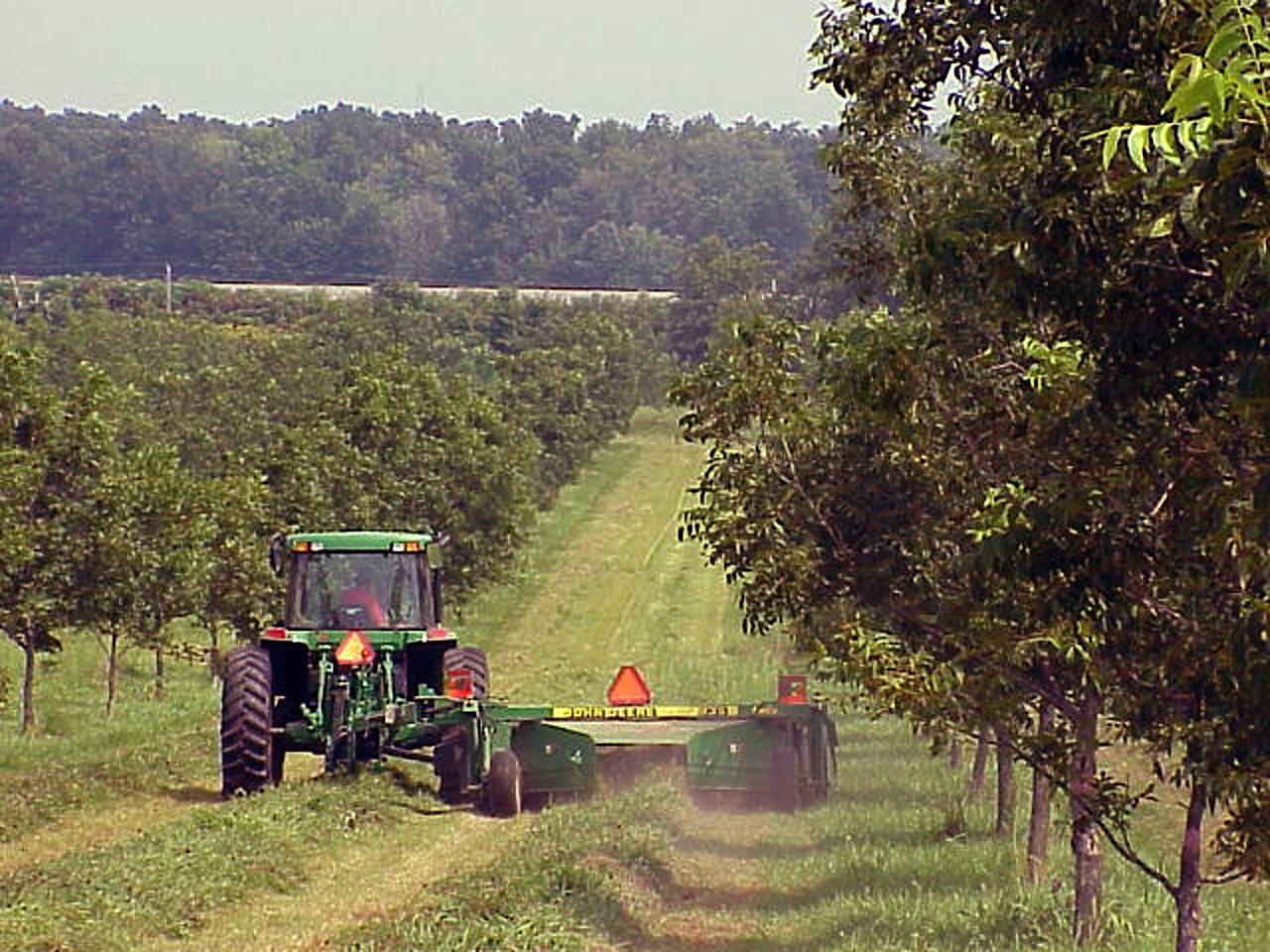 Traktor mäht Reihen in einer Plantage