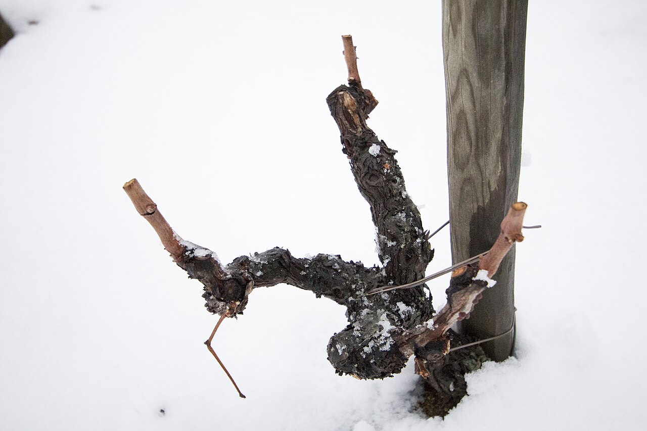 Haselnuss (Corylus avellana) mit belaubter, verzweigter Krone
