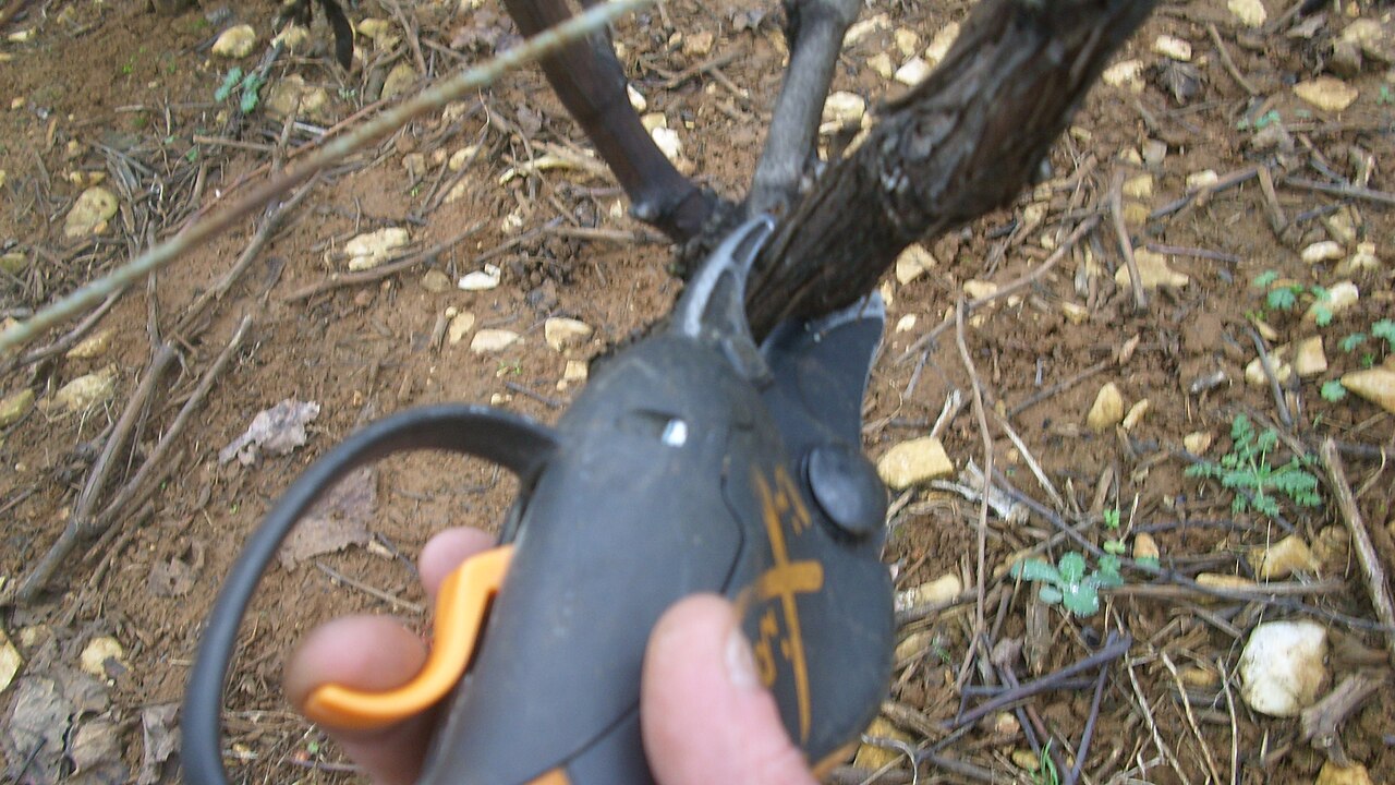 Junger Haselnussstrauch (Corylus avellana) mit üppigen aufrechten Trieben aus der Basis