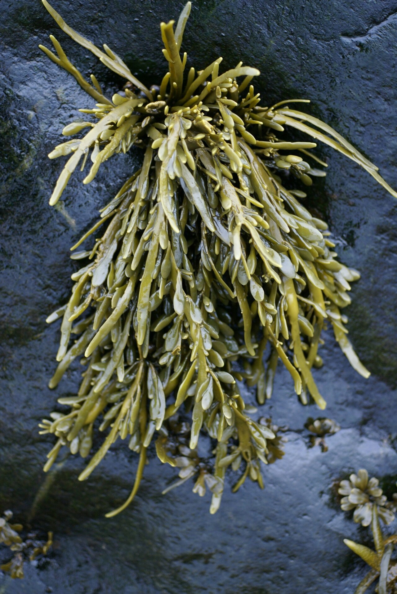 Braune Alge Ascophyllum nodosum, der häufigste Rohstoff für Meeresalgenextrakte in Biostimulanzien