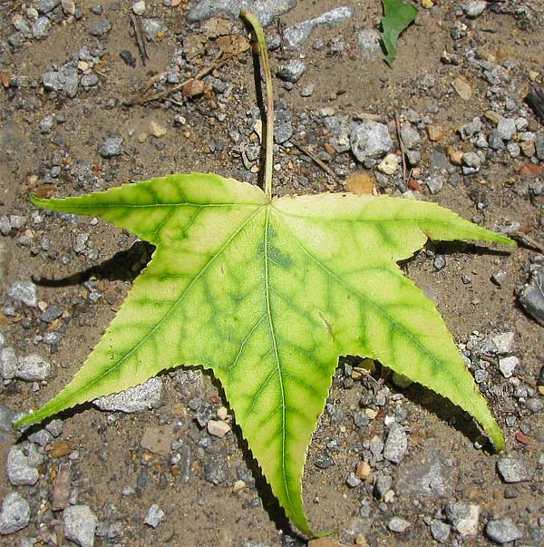 Interkostale Chlorose eines Blattes: Vergilbung des Gewebes zwischen den Adern, während die Adern grün bleiben, typisches Zeichen eines Magnesiummangels (dargestellt an einem Blatt einer anderen Art)