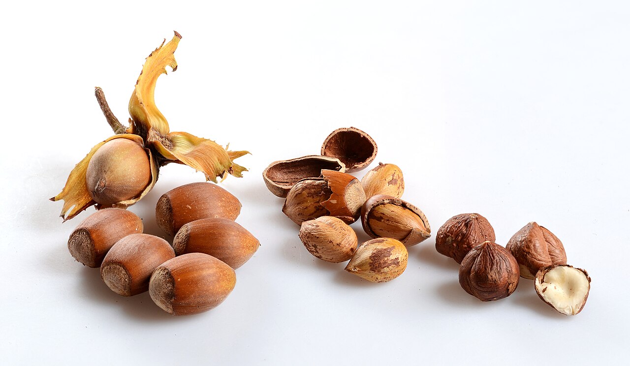 Reife Haselnussfrüchte; der Aufbau der Schale und die Kernentwicklung erfordern große Mengen Calcium