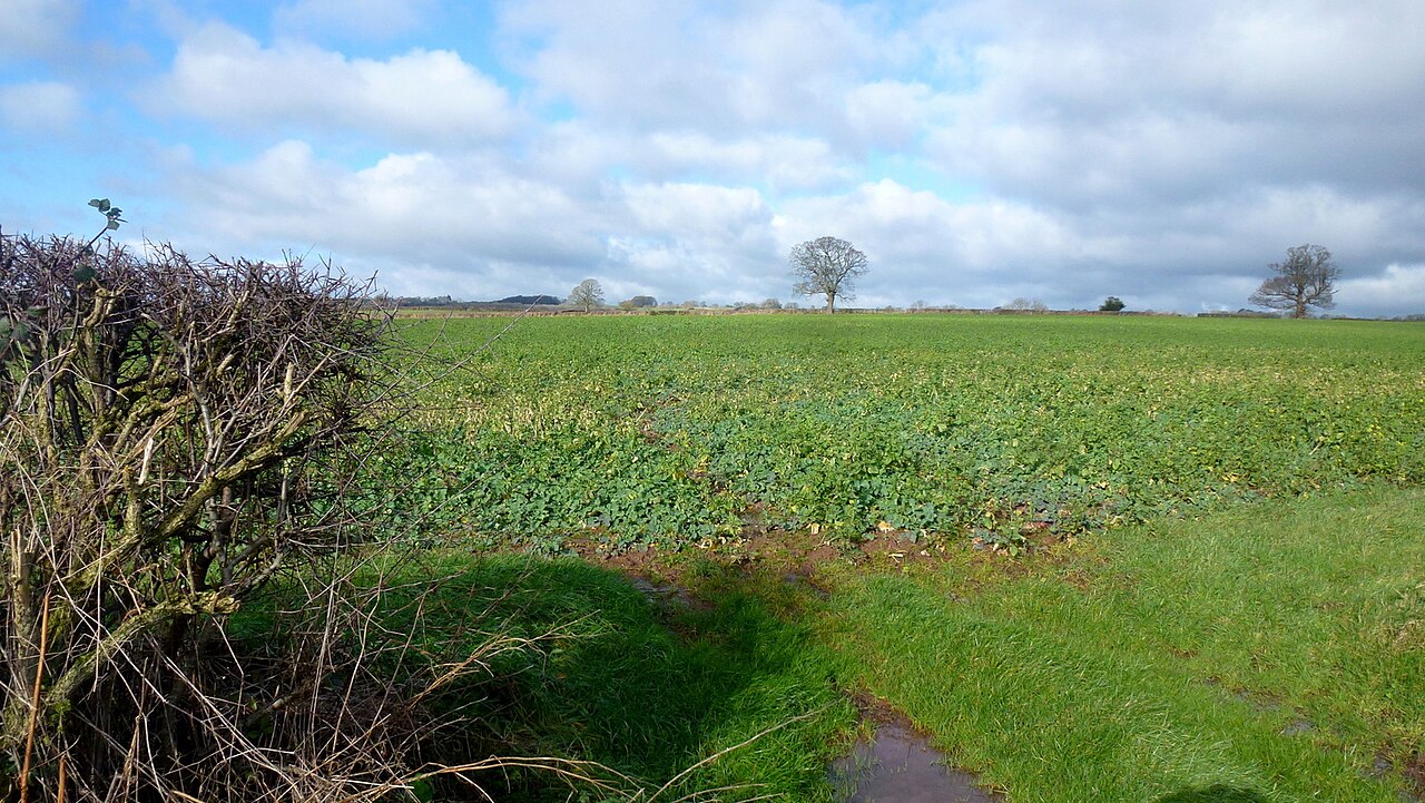 Gründüngungsbestand auf einem Feld