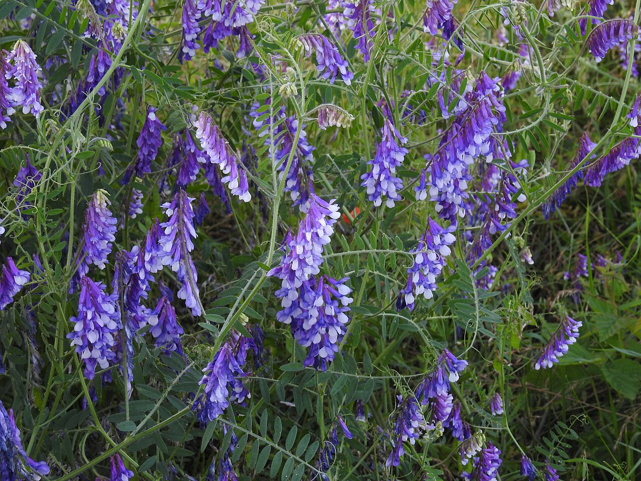 Blühende Wicke (Vicia villosa), Leguminose für die Gründüngung