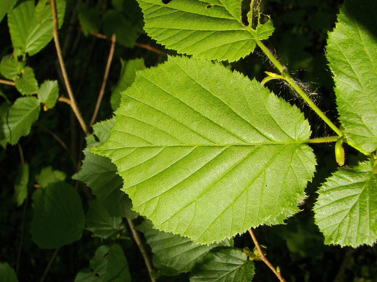 Gesundes grünes Haselnussblatt (Corylus avellana) — Referenzansicht der Lamina und Adern