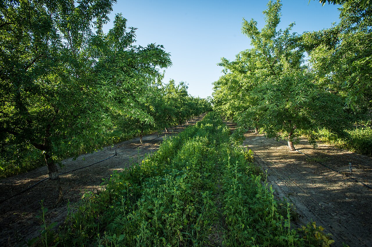 Obstgarten mit Mikro-Beregnung und Zwischenfrucht im Reihenabstand