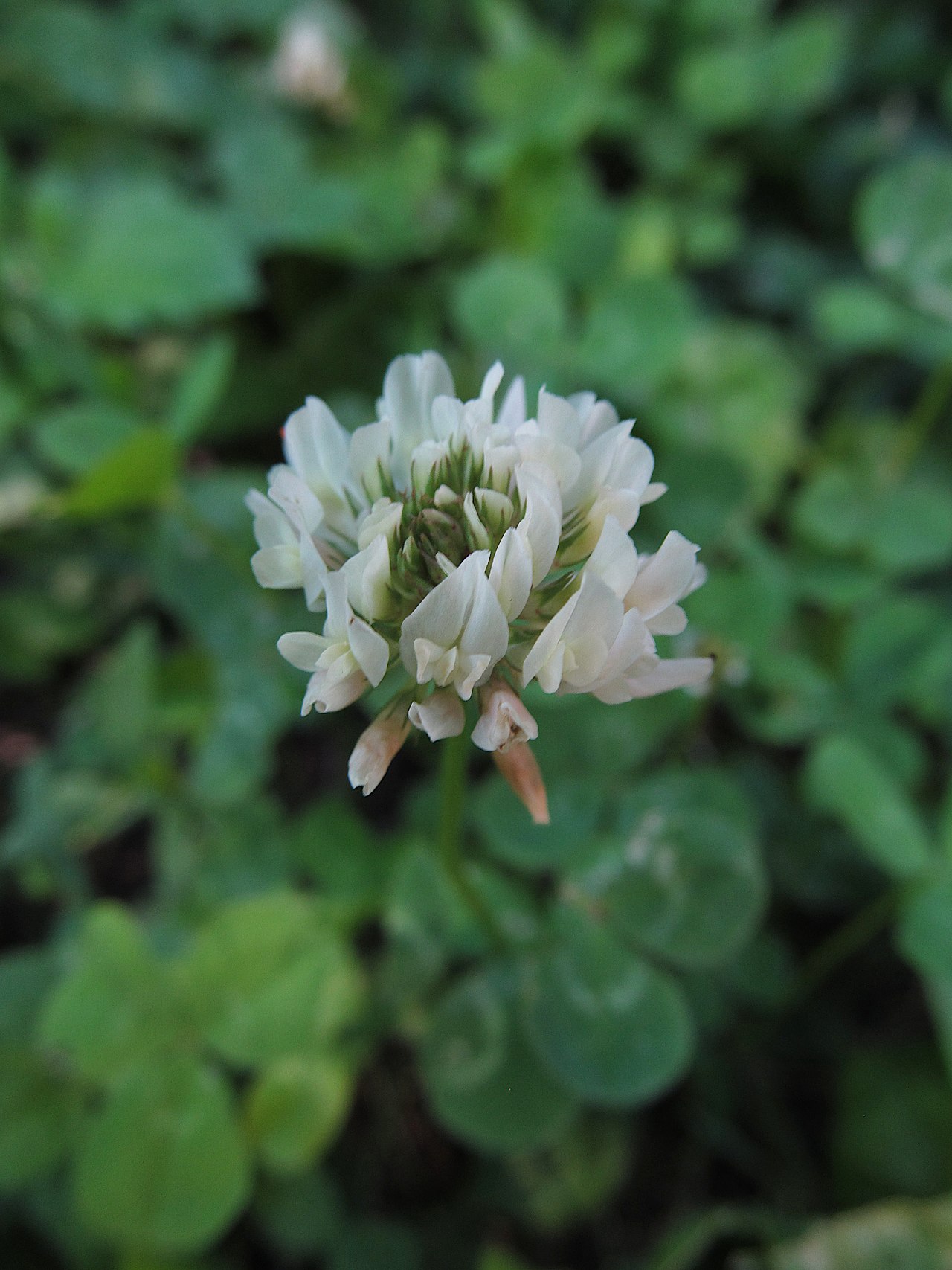 Weißklee (Trifolium repens), häufiger Bestandteil von Gras-Klee-Mischungen zur Begrünung