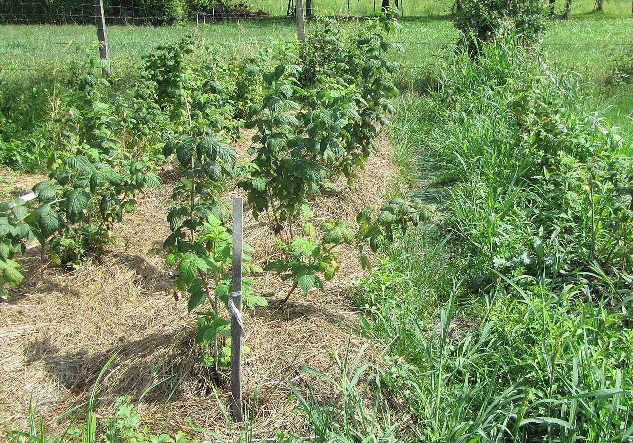 Haselnussplantage mit Grasbedeckung