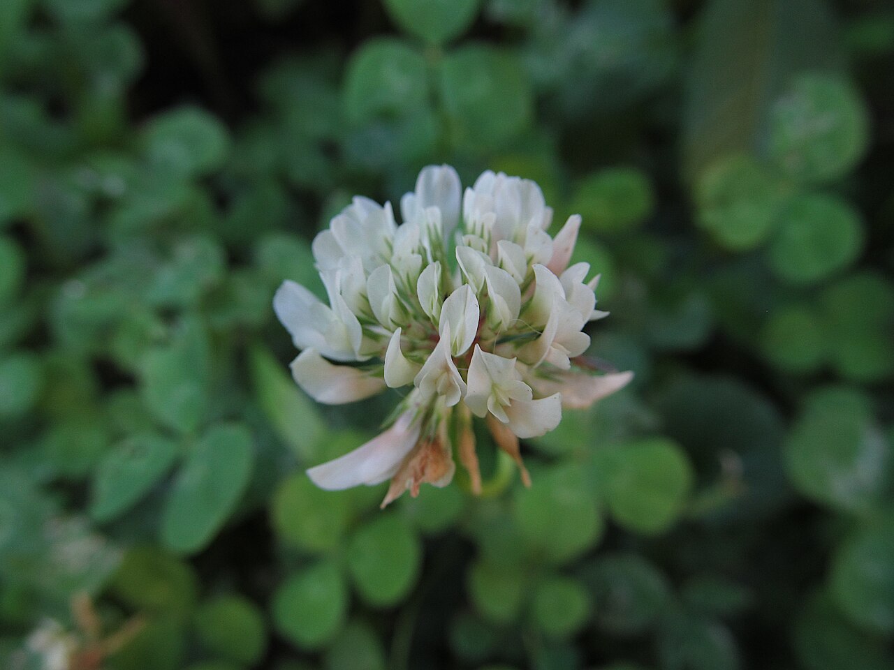 Weißklee (Trifolium repens), Leguminose zur Stickstofffixierung in der Deckfrucht