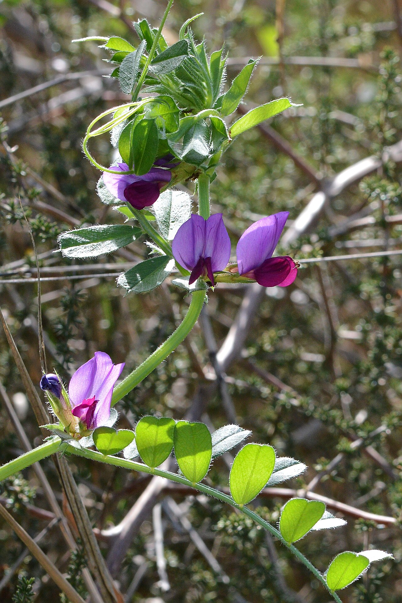 Ackerbohne (Vicia sativa), Hülsenfrucht zur Gründüngung und Unkrautbekämpfung