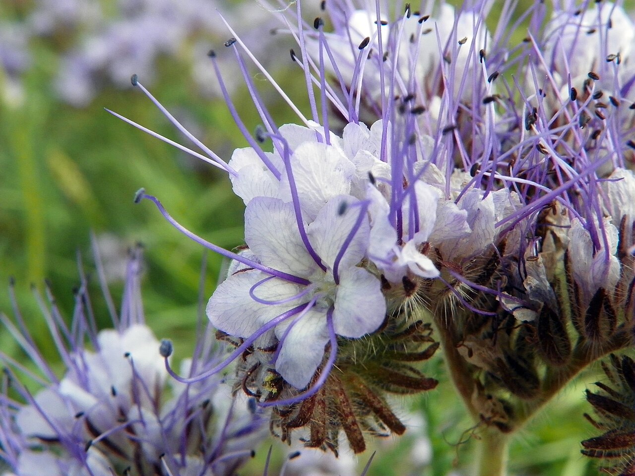 Phacelia (Phacelia tanacetifolia) in Blüte, schnelle Deckfrucht und Weide für Bestäuber