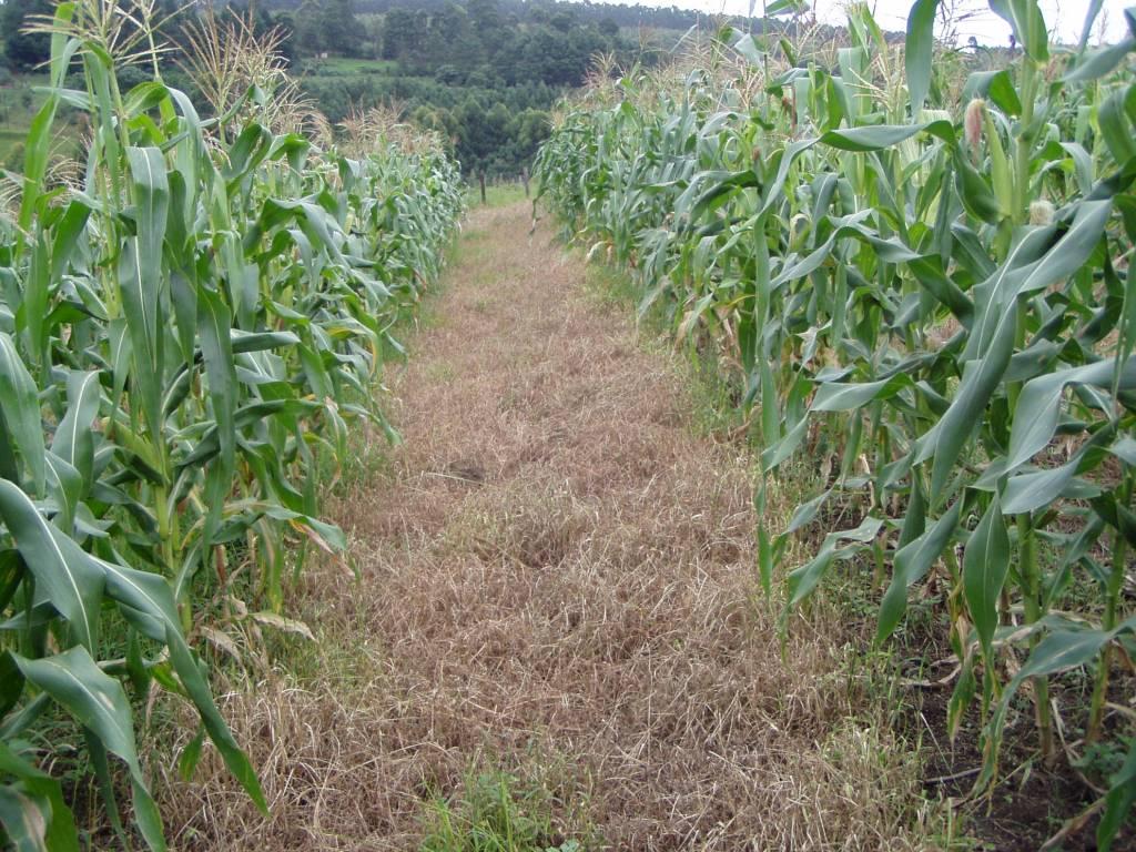 grass cover between crop rows