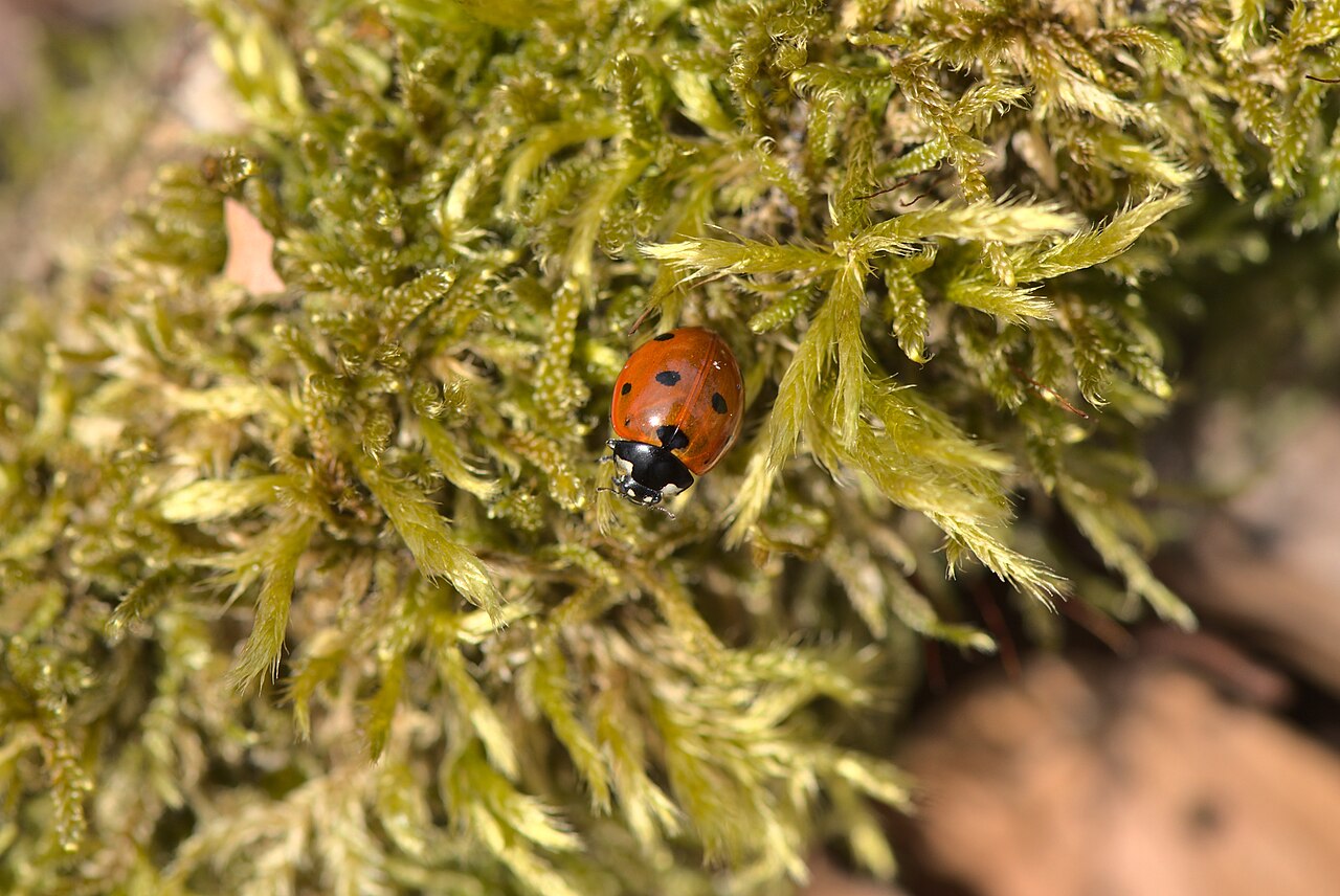 Siebenpunkt-Marienkäfer (Coccinella septempunctata), effektiver Räuber von Blattläusen