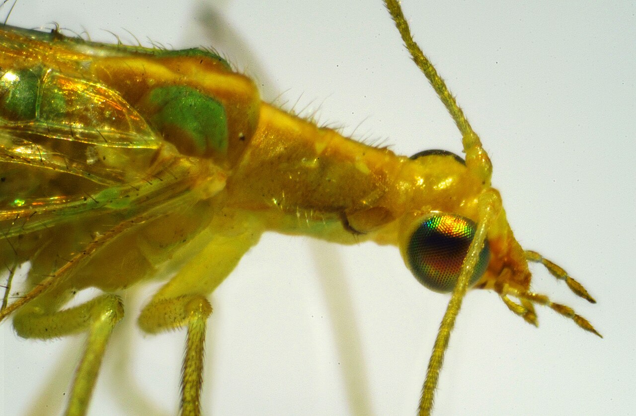 Erwachsenes Zuckervogel-Insekt (Chrysoperla carnea); seine Larven fressen Blattläuse