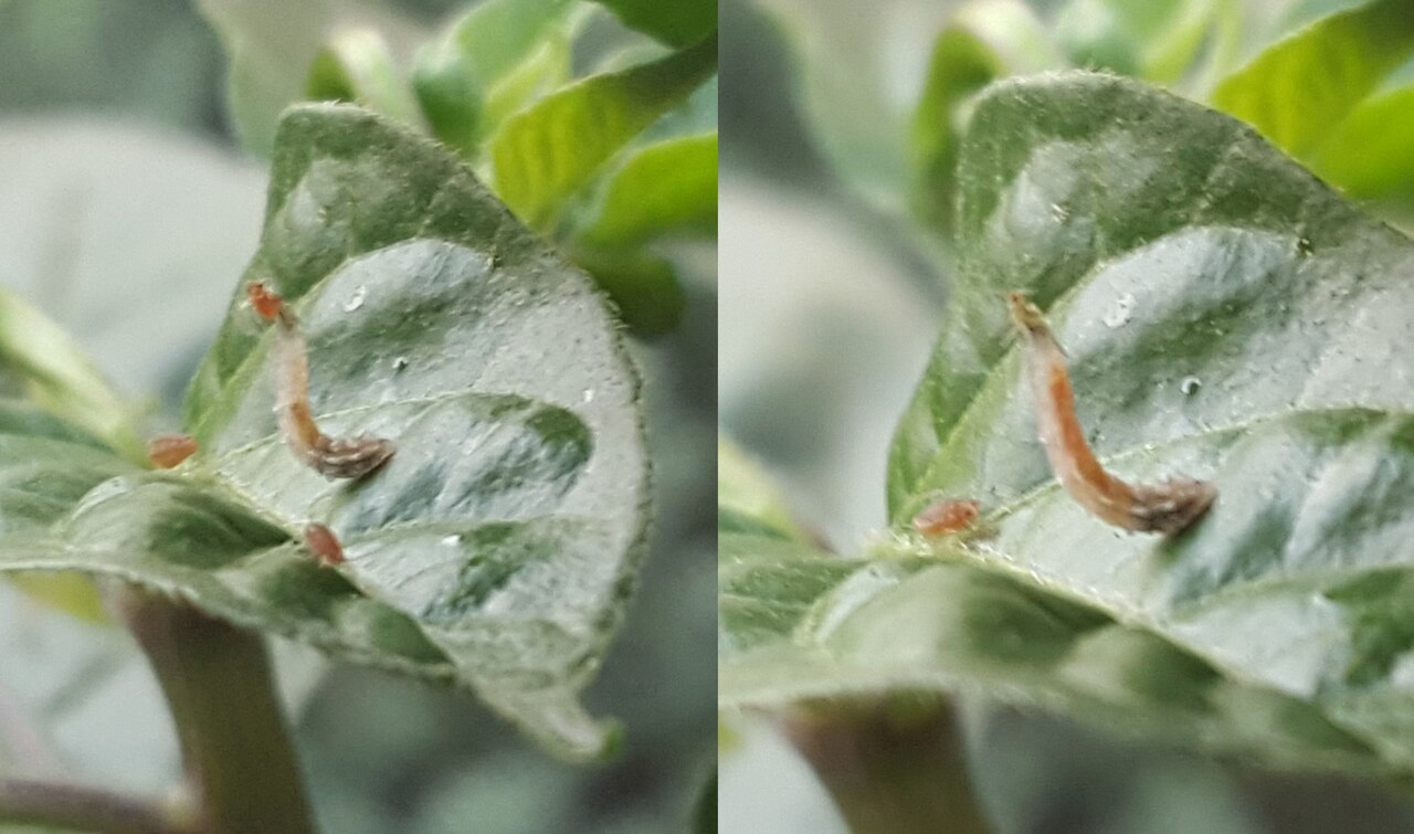 Larve einer Sumpheriden Fliege (Syrphide) fängt eine Blattlaus