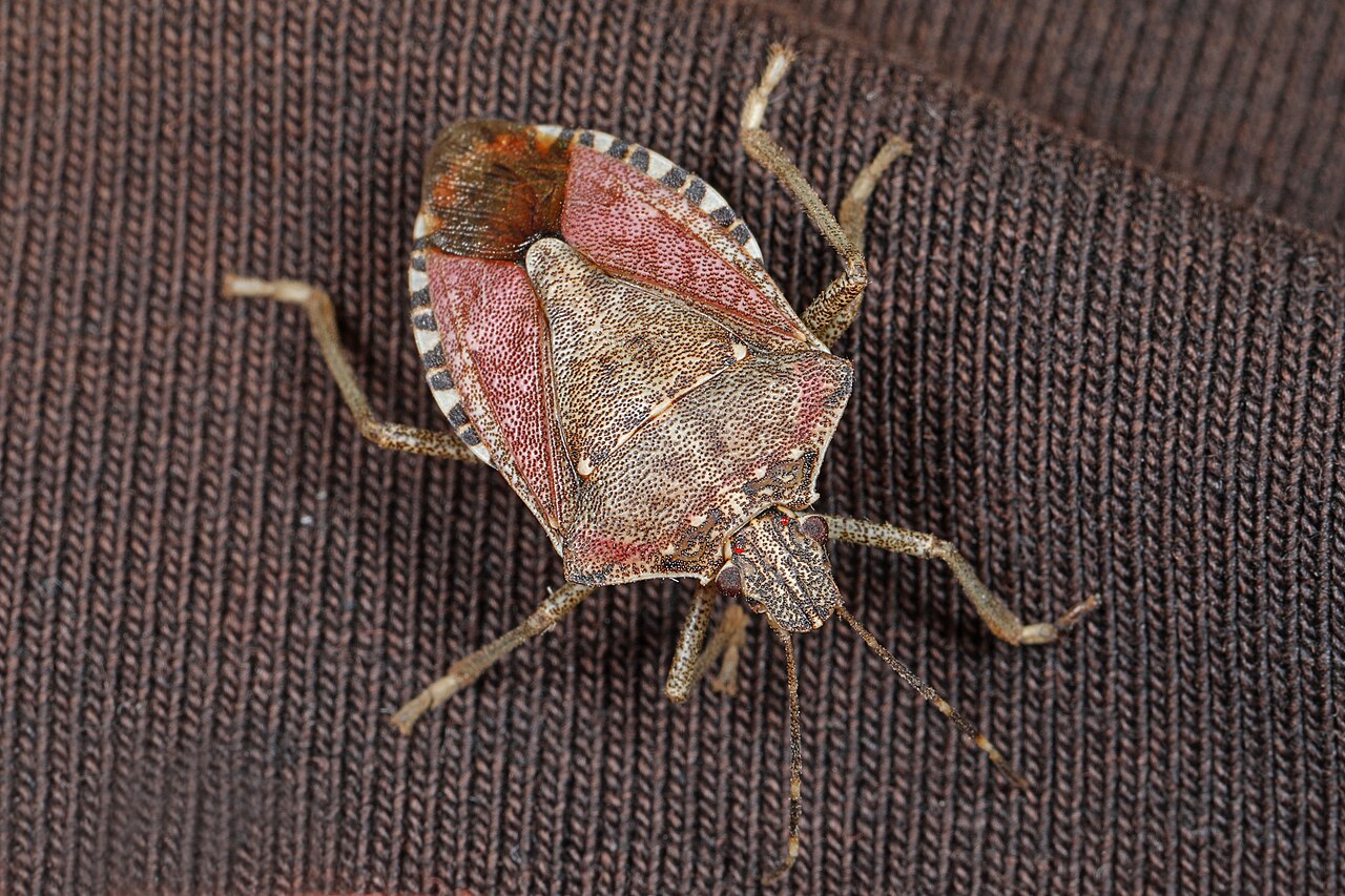 Erwachsener Samtfüßiger Geißbock (Halyomorpha halys) auf einem Blatt