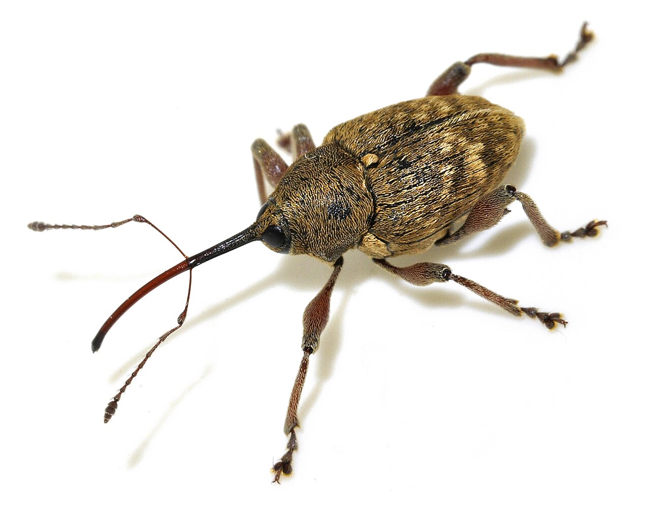 Erwachsener Haselrüssler (Curculio nucum), Rüssel mit charakteristischem langem Rostrum