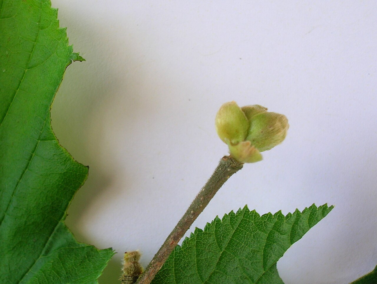 Verdickte, aufgetriebene Haselknospe als Zeichen einer Infektion mit der Haselmilbe (Phytoptus avellanae)
