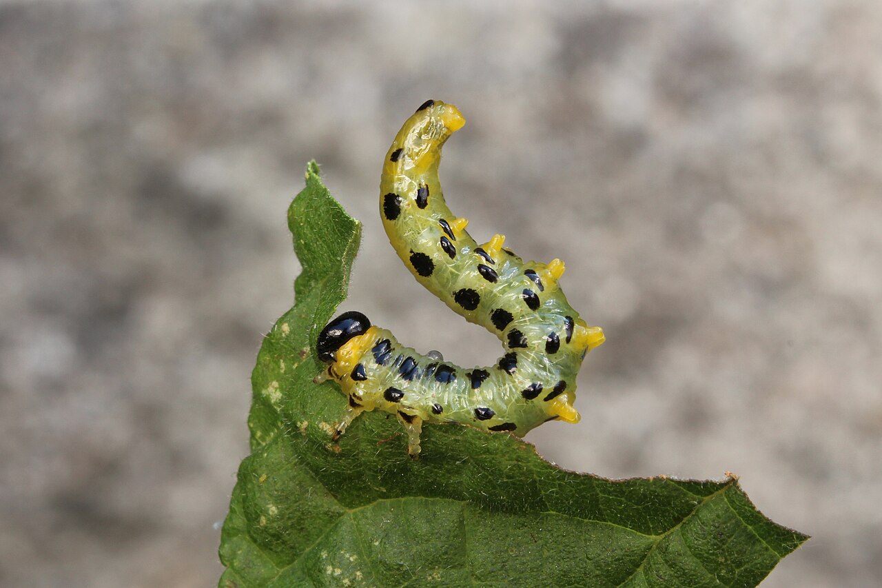 Scheinauppe der Haselnuss-Blattwespe (Craesus septentrionalis) in der Schutz-„S“-Pose