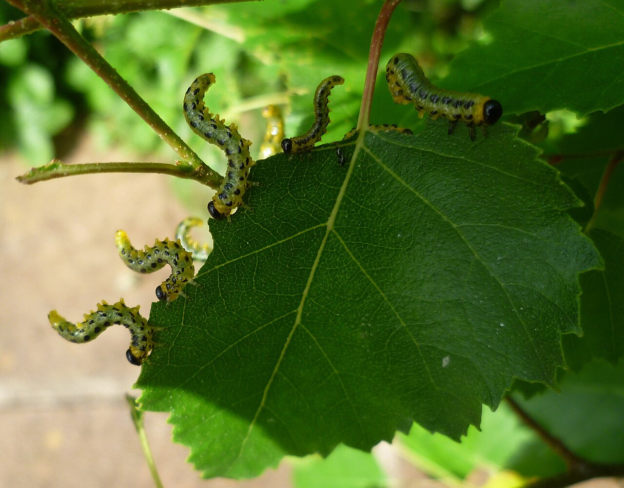 Raupen auf Blatt
