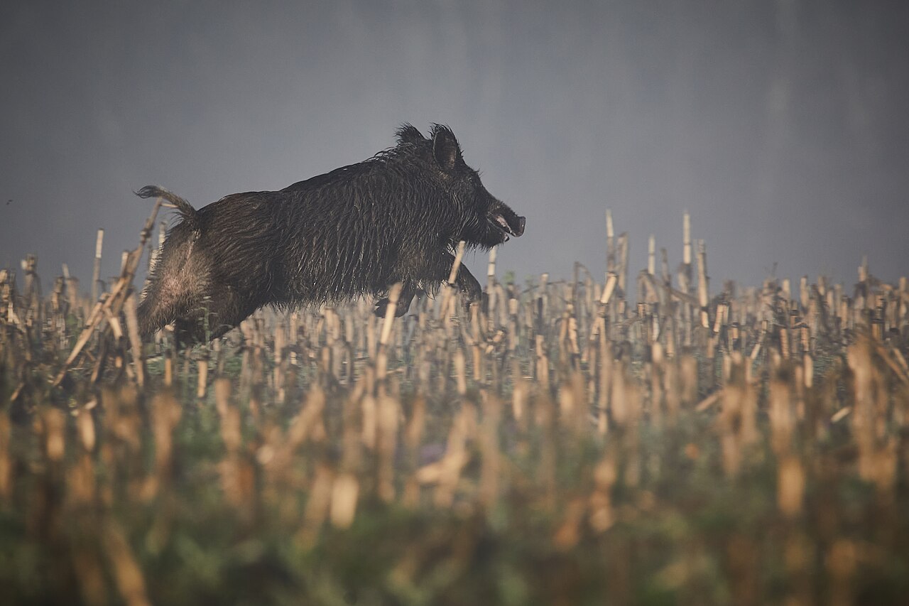 Wildschwein (Sus scrofa) in natürlicher Umgebung