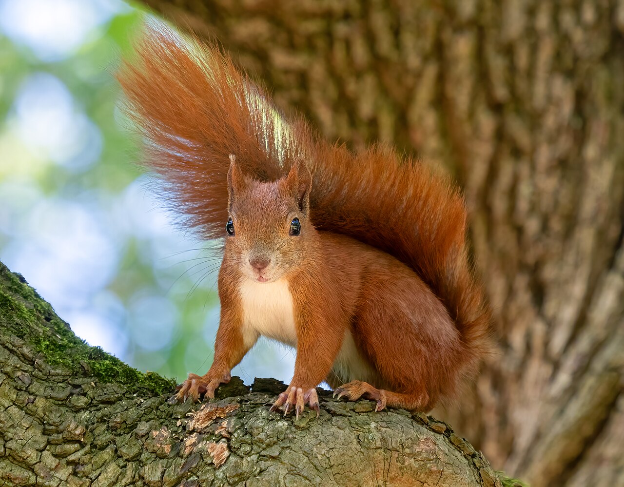 Eichhörnchen (Sciurus vulgaris), größter Fruchtdieb der Haselnuss