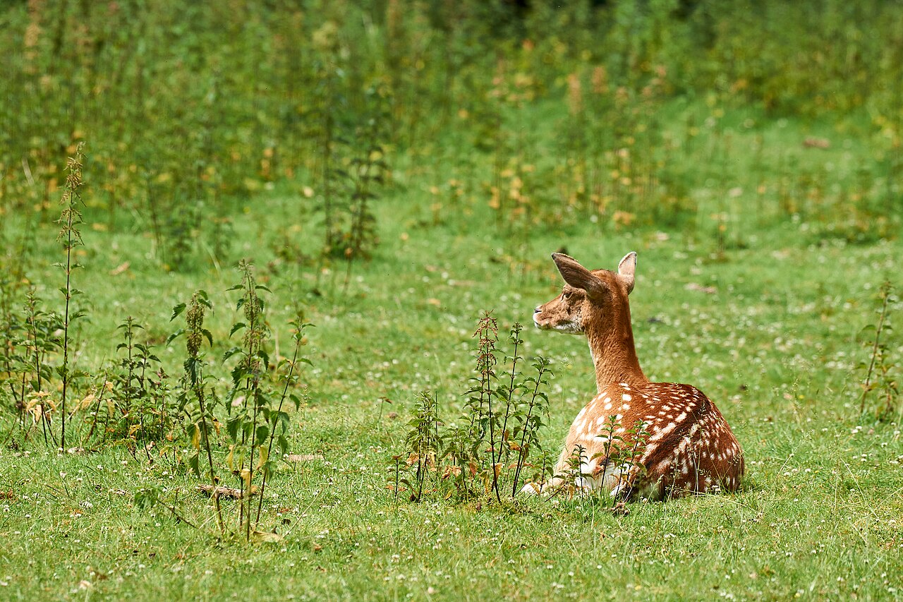 Reh (Capreolus capreolus), beißt junge Triebe und Spitzen ab
