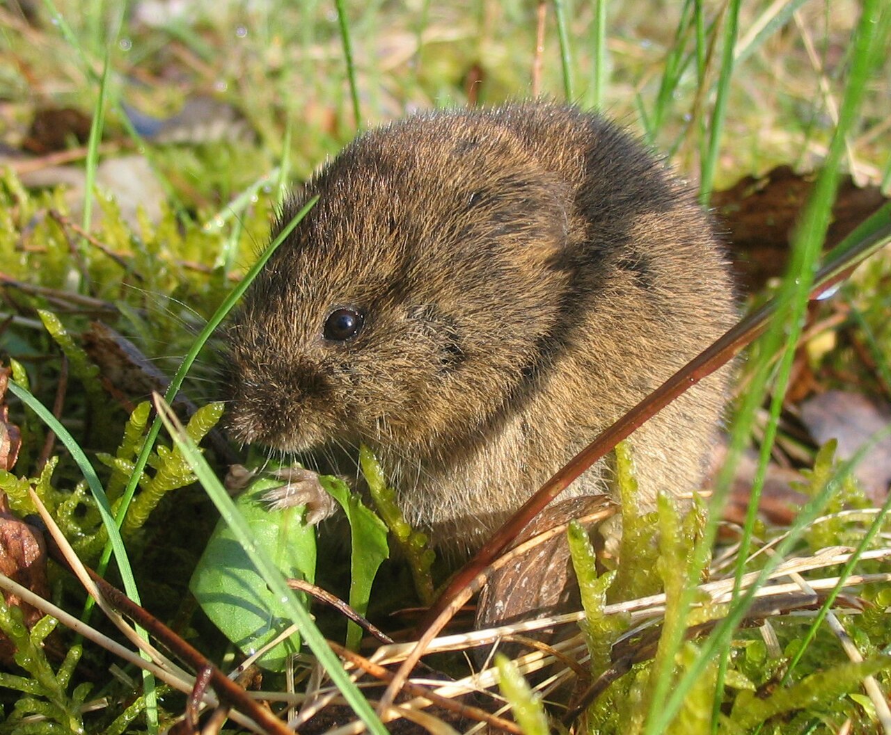 Wühlmaus (Microtus arvalis), ein Nagetier, das Rinde und Wurzeln schädigt