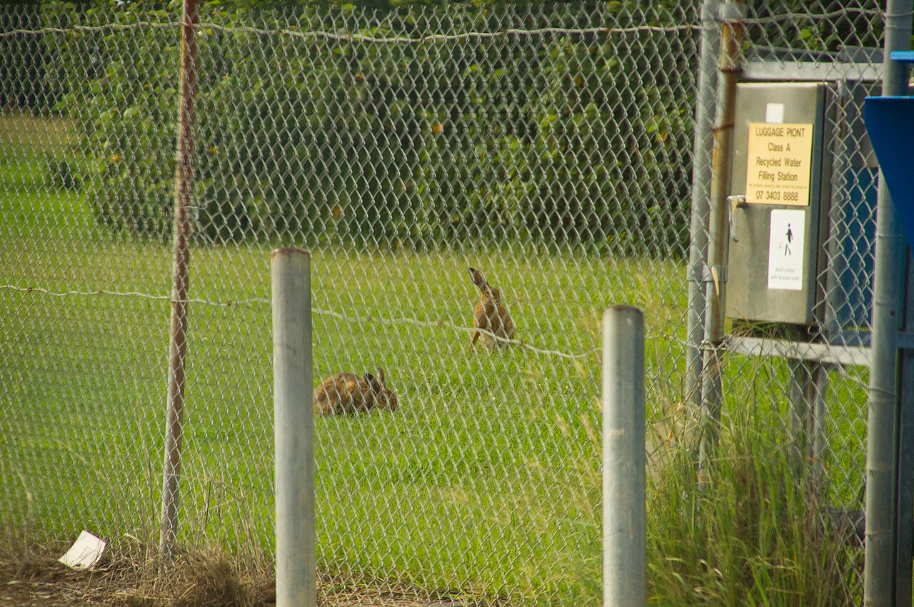 Europäischer Hase (Lepus europaeus), weidet junge Triebe ab und schält Rinde