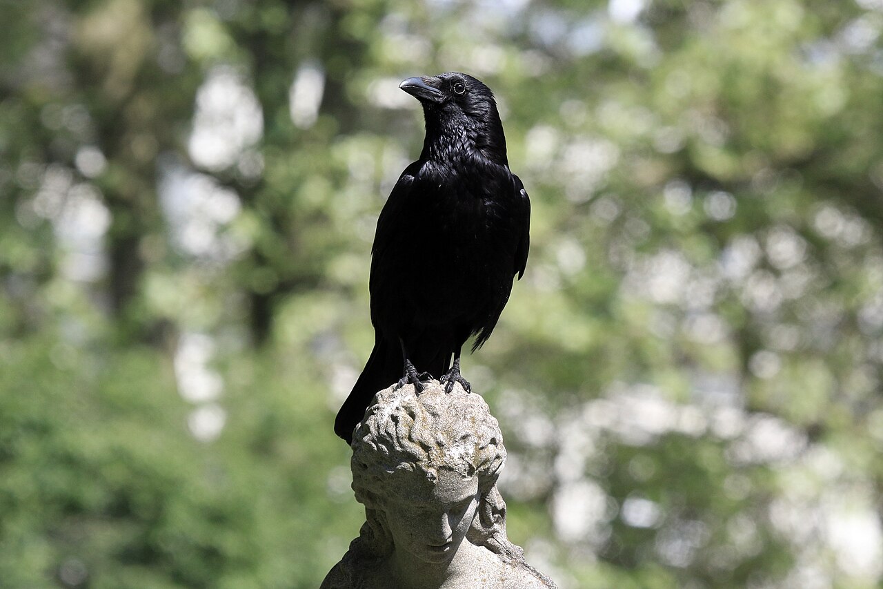 Kolkrabe (Corvus corone), schädigt Früchte durch Hacken