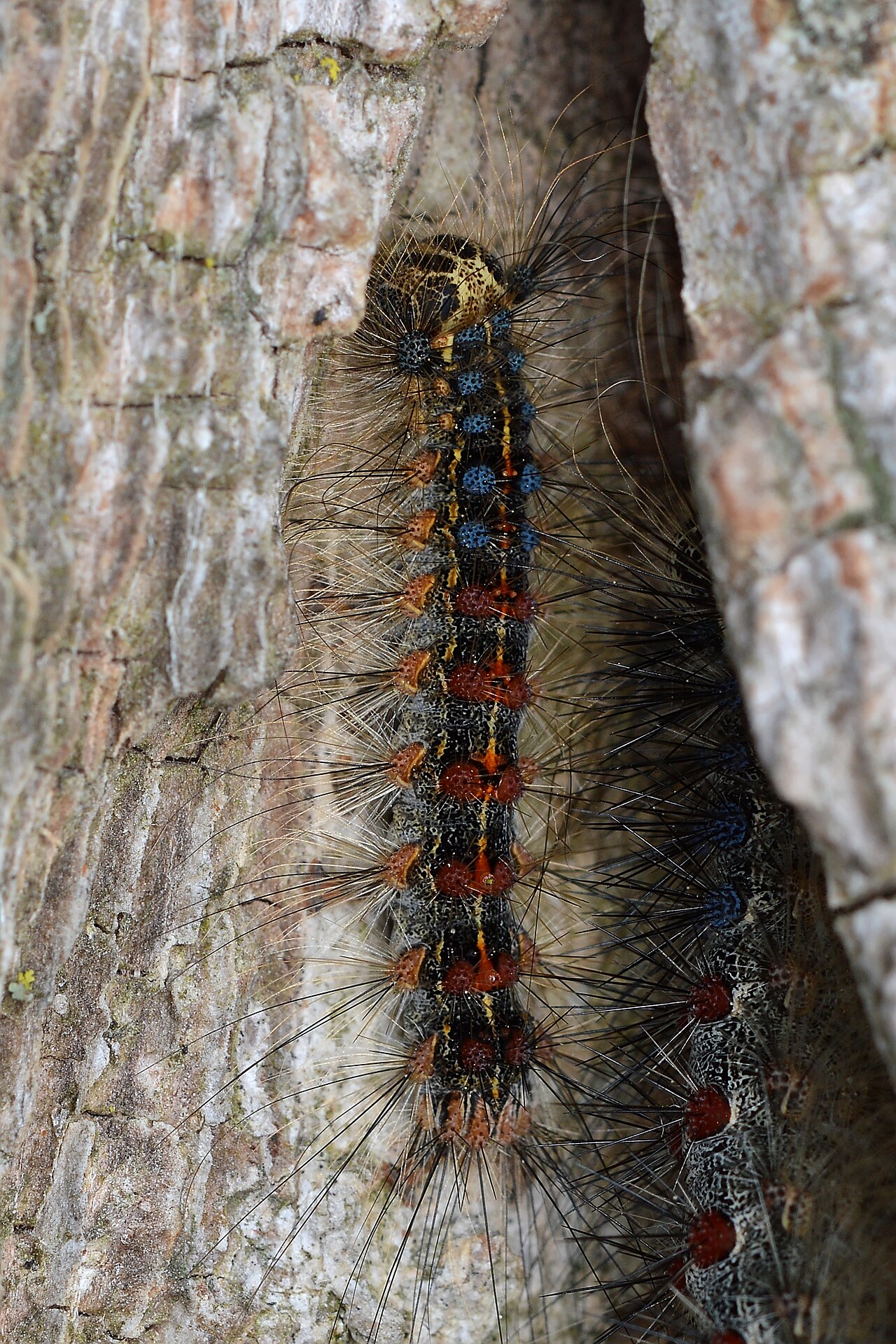 Raupen des Prozessionsspinners (Lymantria dispar) mit Paaren blauer und roter Warzen auf dem Rücken