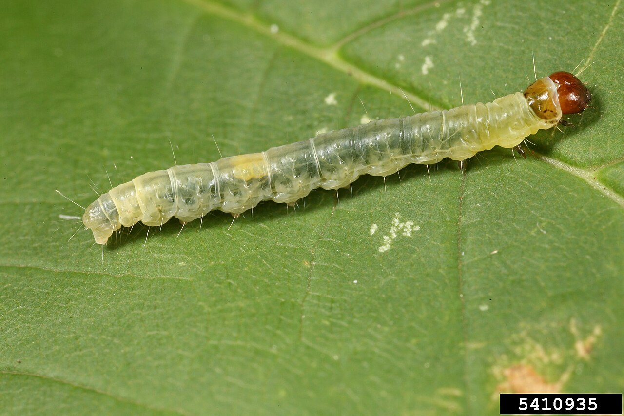 Raupe des Spinners (Archips rosana) auf einem Blatt