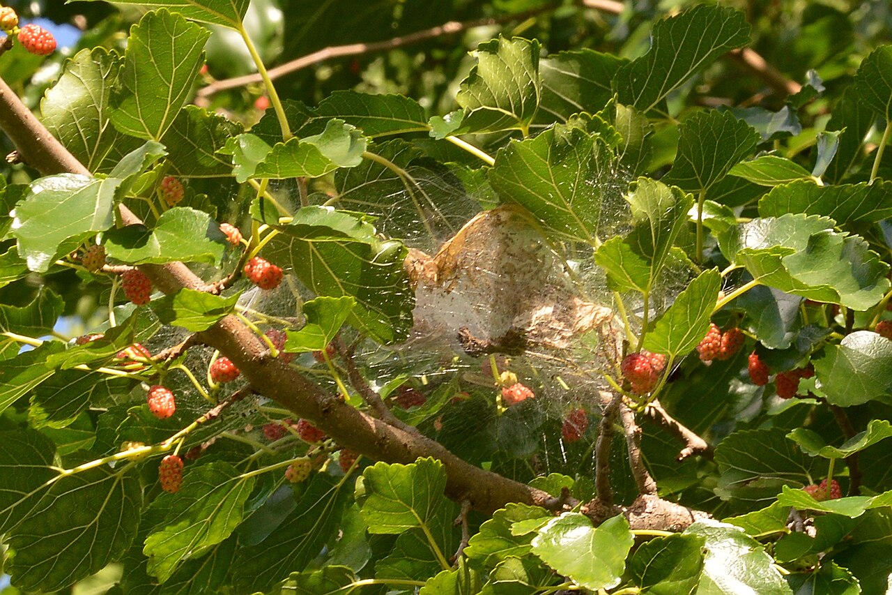 Weißes spinnennetzartiges Nest des Amerikanischen Weißlings (Hyphantria cunea) an einer Astspitze