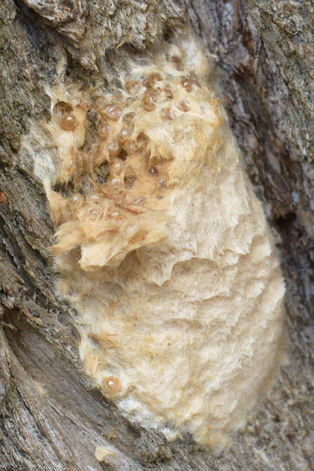 Eigelege des Prozessionsspinners (Lymantria dispar) bedeckt mit gelblich-braunen Haaren auf der Rinde