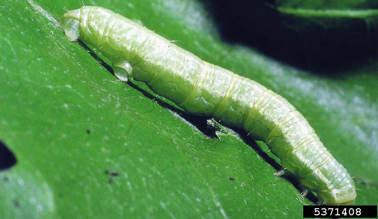 grüne Raupe auf Blatt