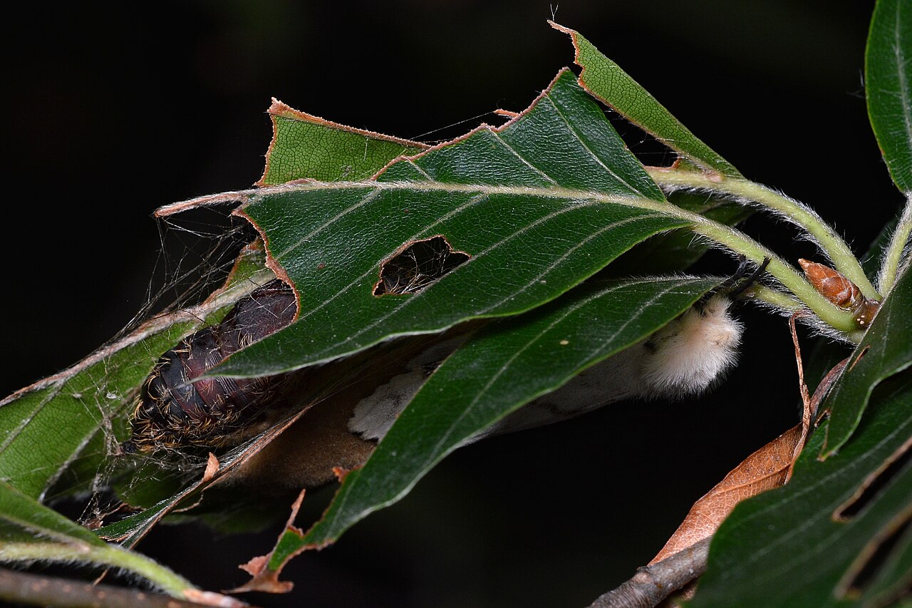 Defolierende Raupe auf Blatt