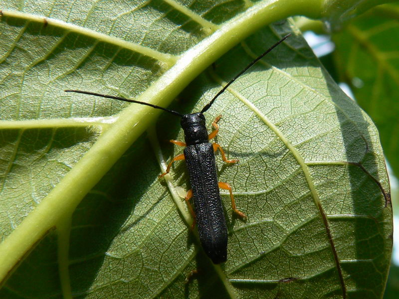 Erwachsene Haselnuss-Zwergholzwespe (Oberea linearis) — schmales schwarzes Körper und gelbe Beine