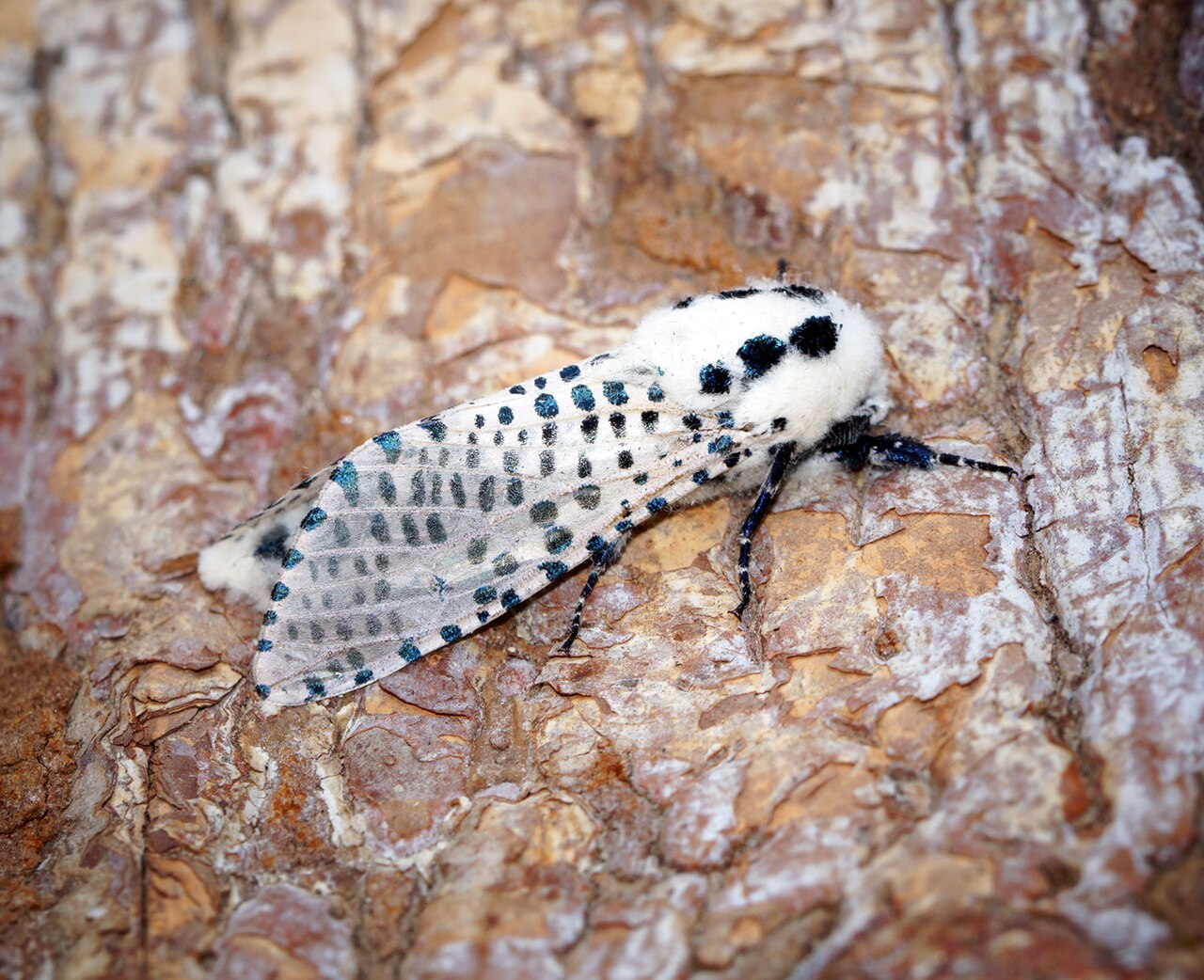 Leoparden-Motte (Zeuzera pyrina) — Holzwespe mit breitem Wirtsspektrum
